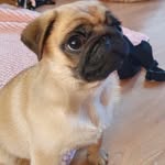 Michelle Carruthers - @susie_pug - Instagram