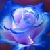 Michelle Chappel - Facebook