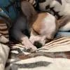 Michelle Chatelaine - @michelle.chatelai - TikTok