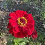 Dawn Michelle Baker Cleaves - @gardenerdawncleaves - Instagram