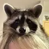 ❤️🦝 Daily Dose Of Dixie 🦝❤️ - @michellecool525 - TikTok