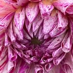 Michelle Cornish - @shellspink - Instagram