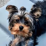 Michelle Couch Lewman - @michelle_lewman - Instagram