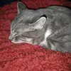 Michelle Crook - @michelle.crook3 - TikTok