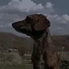 michelle - @dachshund_michelle - TikTok