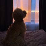 Michelle | Daily life - @misha.minipoodle - Instagram