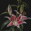 michelle daily - @michelle.daily2 - TikTok