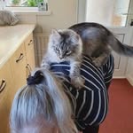 Michelle Dane - @fur_paws_maine_coons - Instagram