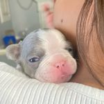 Michelle & Thomas Deatherage - @mt_frenchbulldogs - Instagram