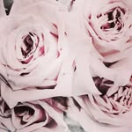 Michelle A. DeBerry - @michelle.giannone - Instagram