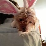 Michelle DeCoste - @auntiesister1975 - Instagram