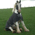 Michelle Delp - @horselover9009 - Instagram
