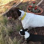 Michelle DeVaney - @nmsheltiemom - Instagram