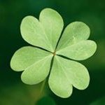 Michele Devito - @quadrifogliomd - Instagram