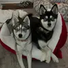 Michelle Dion - @calypsothealaskankleekai - TikTok