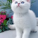 Michelle Dipinto - Facebook