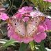 Michelle Drucker - Facebook