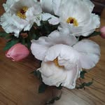 Michelle Dulac - @vergne6319 - Instagram