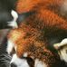 Michelle Dumais  - Facebook