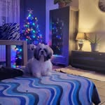 michelledutkiewicz - @michelle20116484 - Instagram