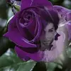 michelleebron340 - @michelleebron340 - TikTok