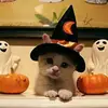 michelleeddins19 - @michelleeddins19 - TikTok