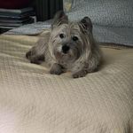 Michelle Eichhorn Roberts - @vabchdog - Instagram