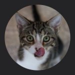 Michelle Elia - @fosterfelines101 - Instagram
