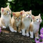 Michelle Van Essen - Facebook