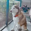michelledeverson1 - @michelledeverson1 - TikTok