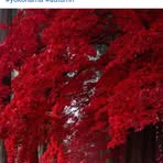 Michelle Tai Fee Chen - Facebook