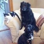 Michelle Ferrin - @my_crabby_cat - Instagram