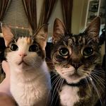 Michelle Finger - @chellebelle1485 - Instagram
