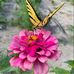 Michelle Forbis - Facebook
