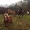 Michelle frei - @michi.polly - TikTok