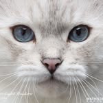 Michèle Furrer - @furrermichele - Instagram