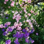 Michelle Furrer - @furrer.michelle - Instagram