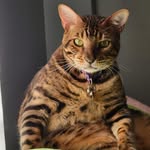 Michelle Gent - @kittylover1235q - Instagram
