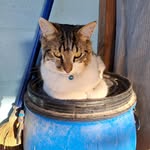 Scout_the_Cat - @michelle_gilham - Instagram
