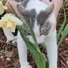 Michelle Glick - @bernard_the_cat2022 - TikTok