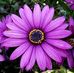 Michelle Gowans - Facebook
