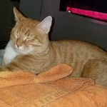 Michelle Gower - @michelle.gower.100 - Instagram