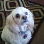 Michelle Gower - @michelle.gower.587 - Instagram