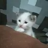 Eses_Mich - @granamichellenico - TikTok
