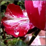 Rose Mayoral - @michellehaslettgbq - Instagram