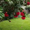 Michelle Heck - @michelle.heck7 - TikTok