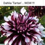 Michelle Hedin - Facebook