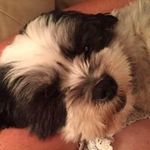 Michelle Barone Hepp - @shellhepp - Instagram