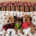 Michelle Hertel - @mythreedoxies - Instagram
