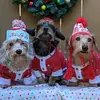 Michelle Hertel - @mythreedoxies - TikTok